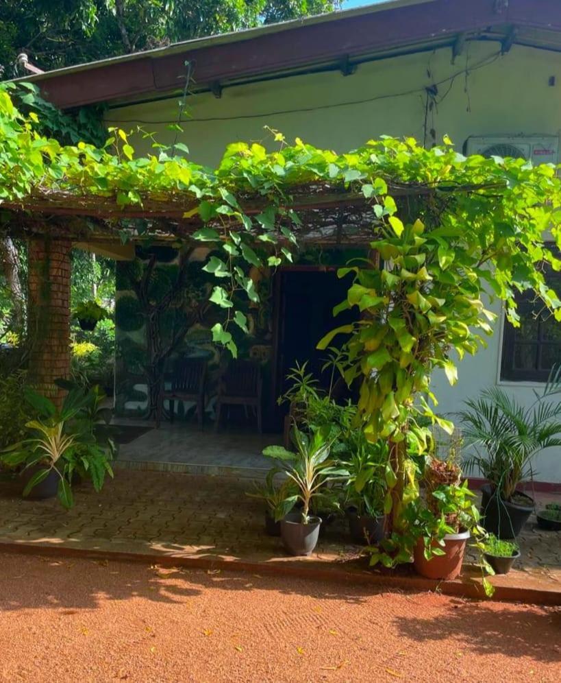 Olivia Homestay Anuradhapura Kültér fotó
